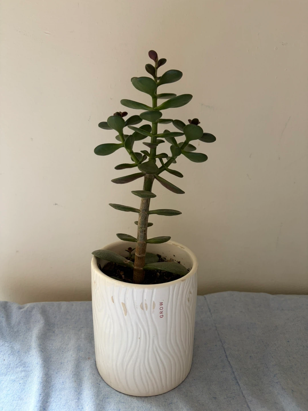 Jade Plant in White Grow Pot - photo 2
