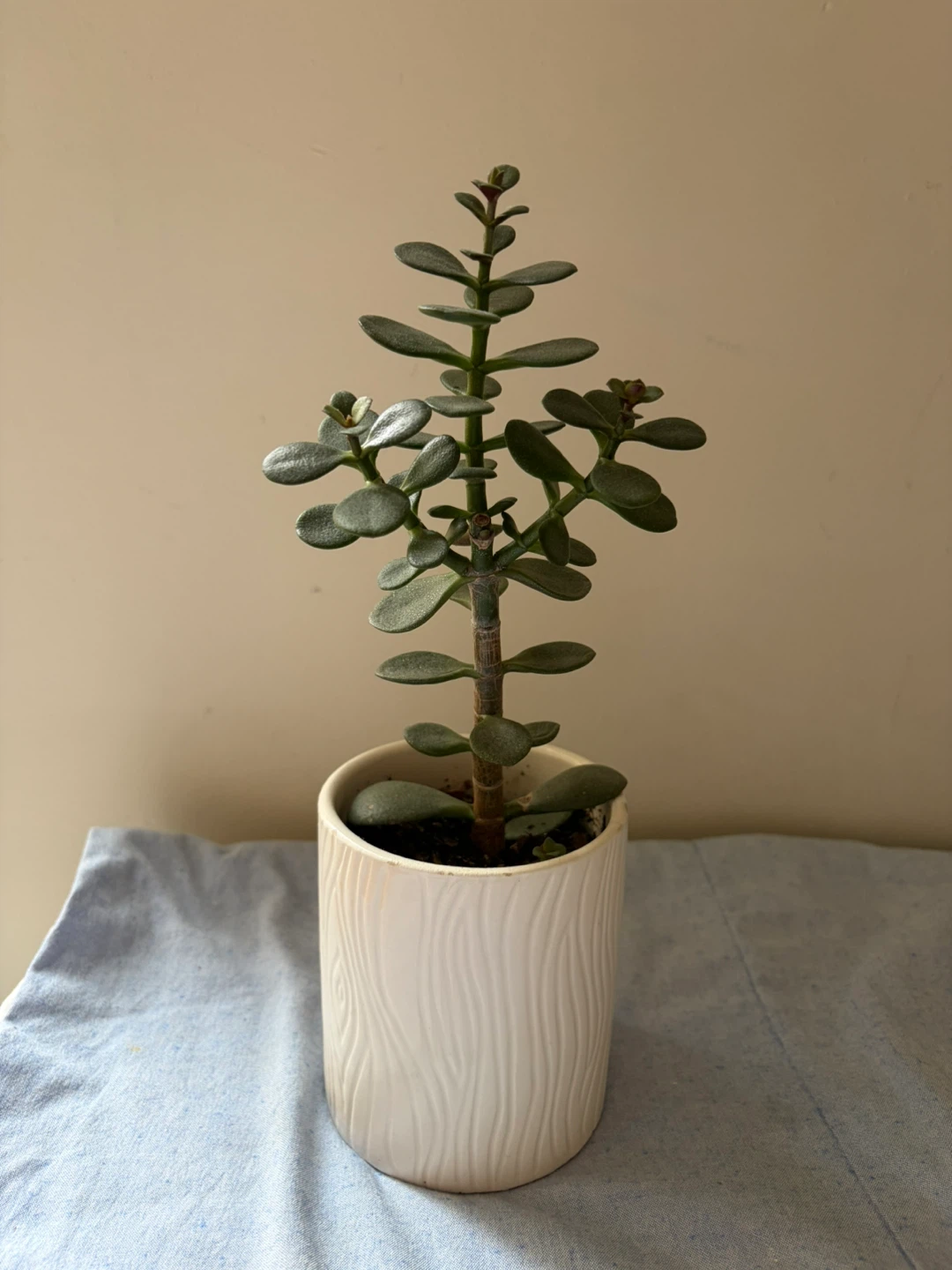 Jade Plant in White Grow Pot