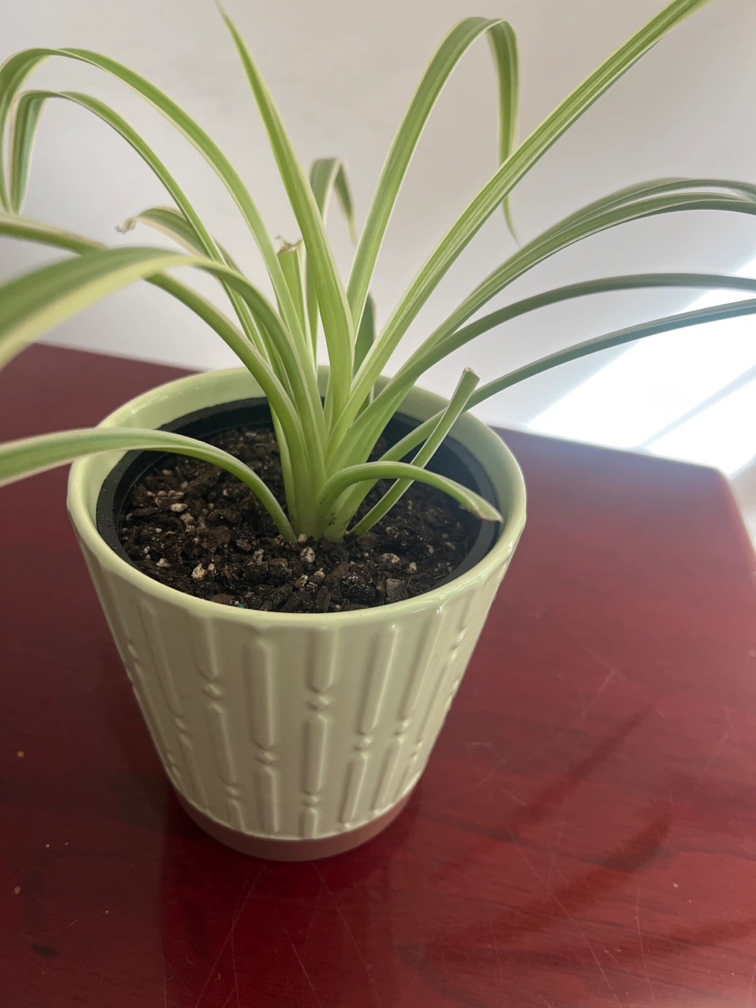 Spider Plant in Decorative Pot 🥕 thrifty - photo 2