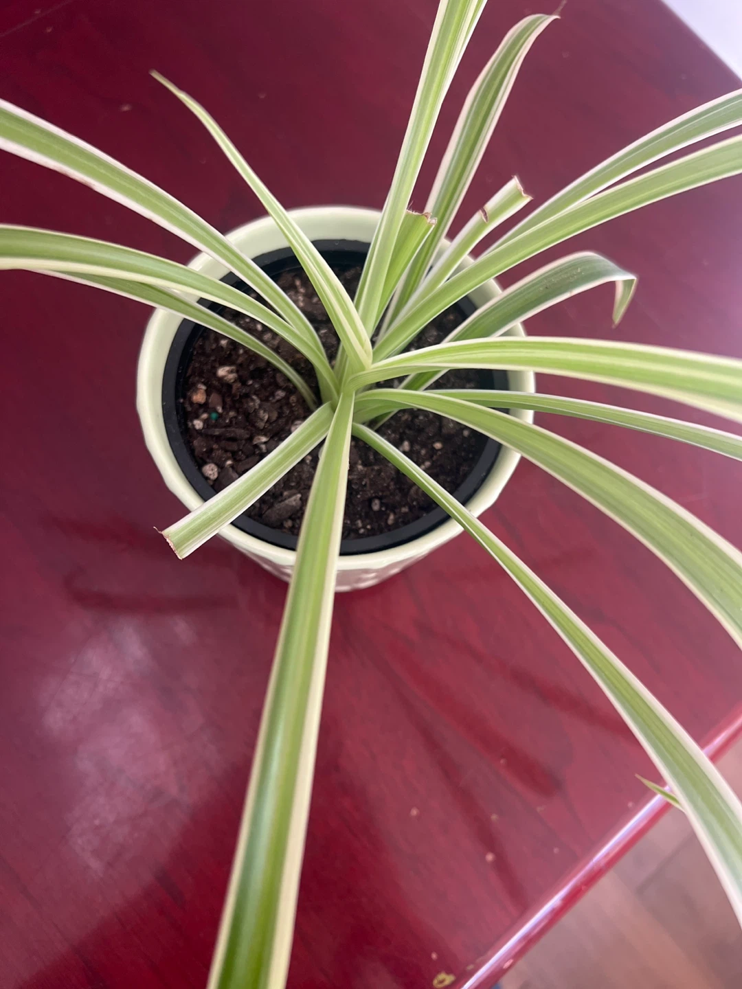 Spider Plant in Decorative Pot 🥕 thrifty