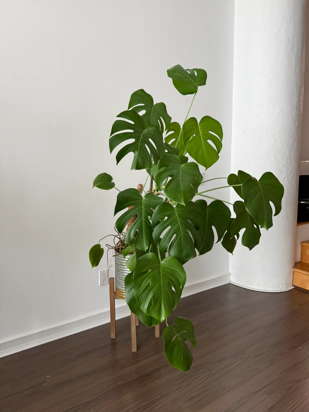 Large Monstera Plant in  Pot with Wooden Stand - photo 3