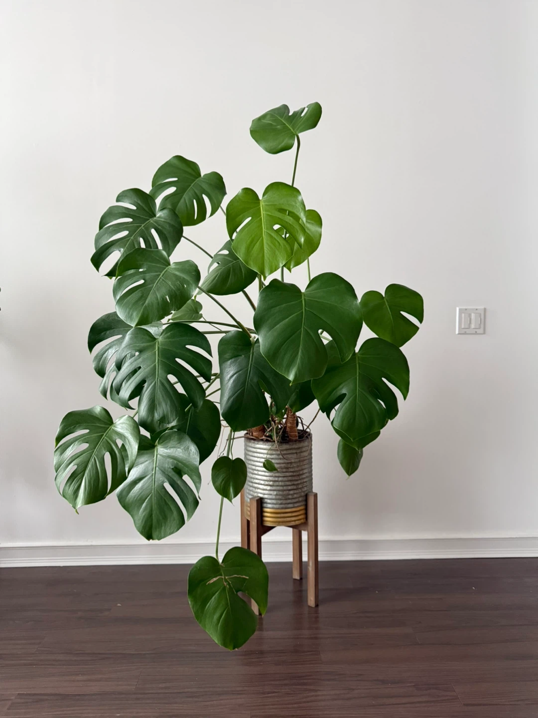 Large Monstera Plant in  Pot with Wooden Stand
