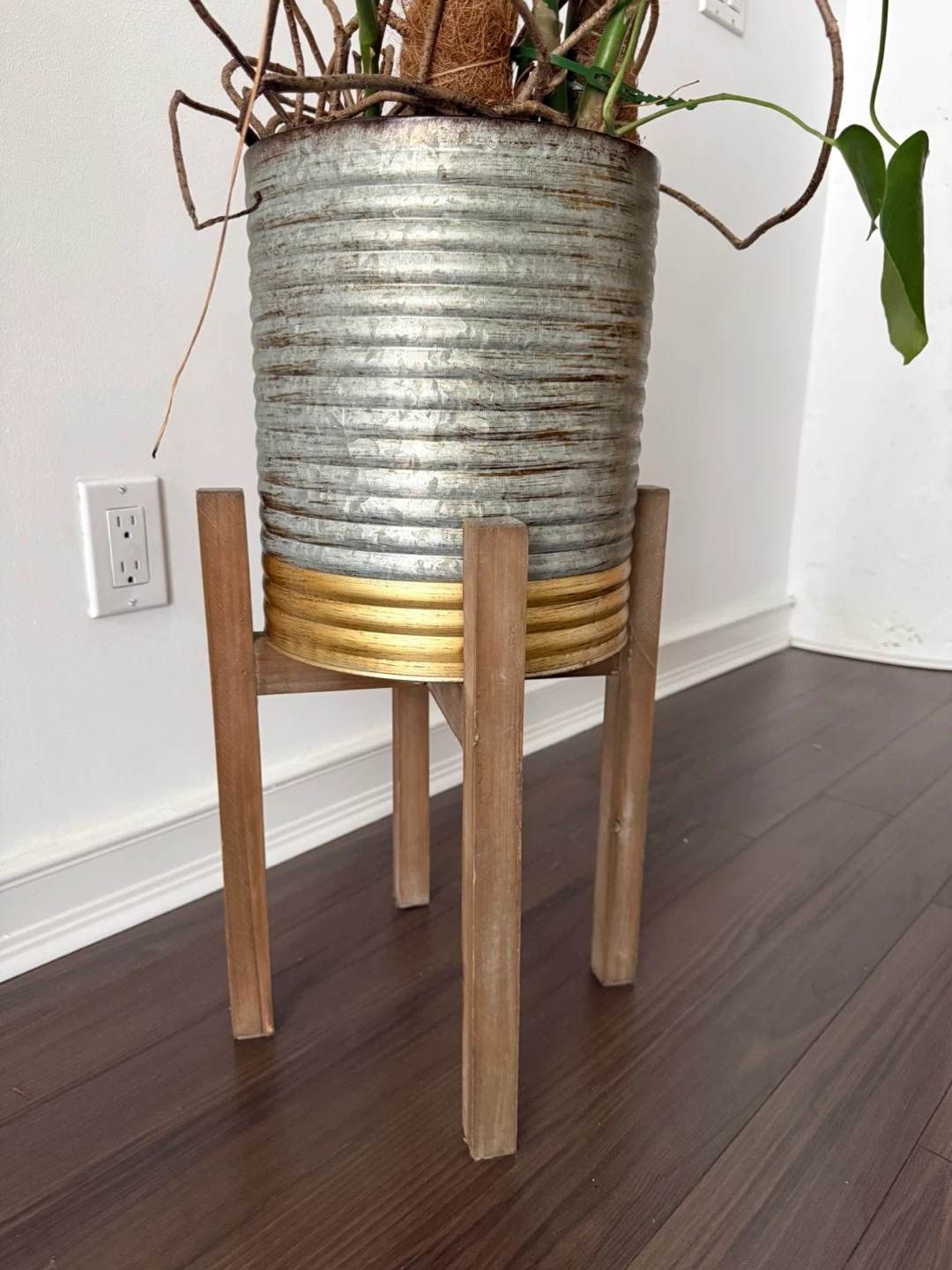 Large Monstera Plant in  Pot with Wooden Stand - photo 4