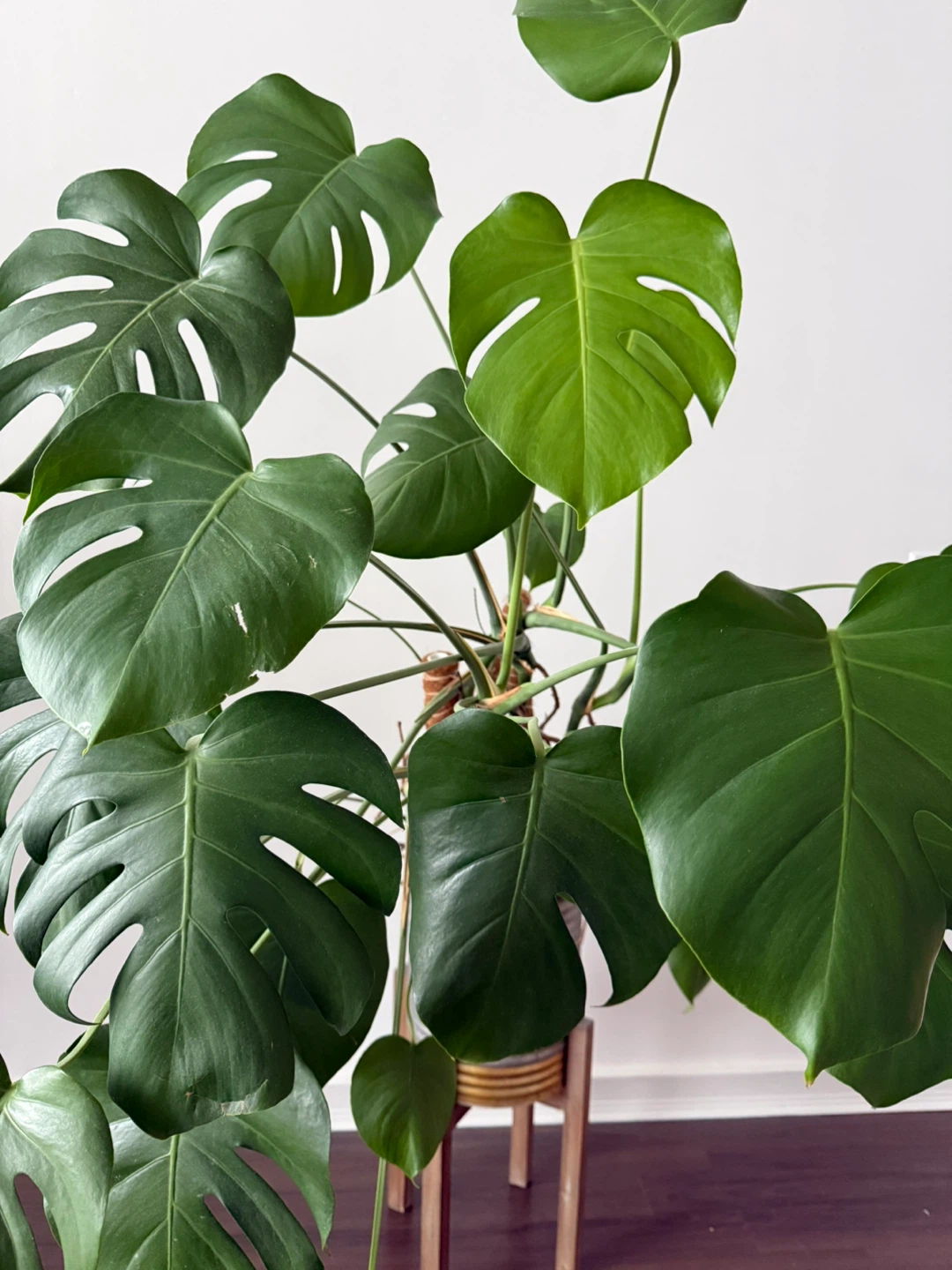 Large Monstera Plant in  Pot with Wooden Stand - photo 2