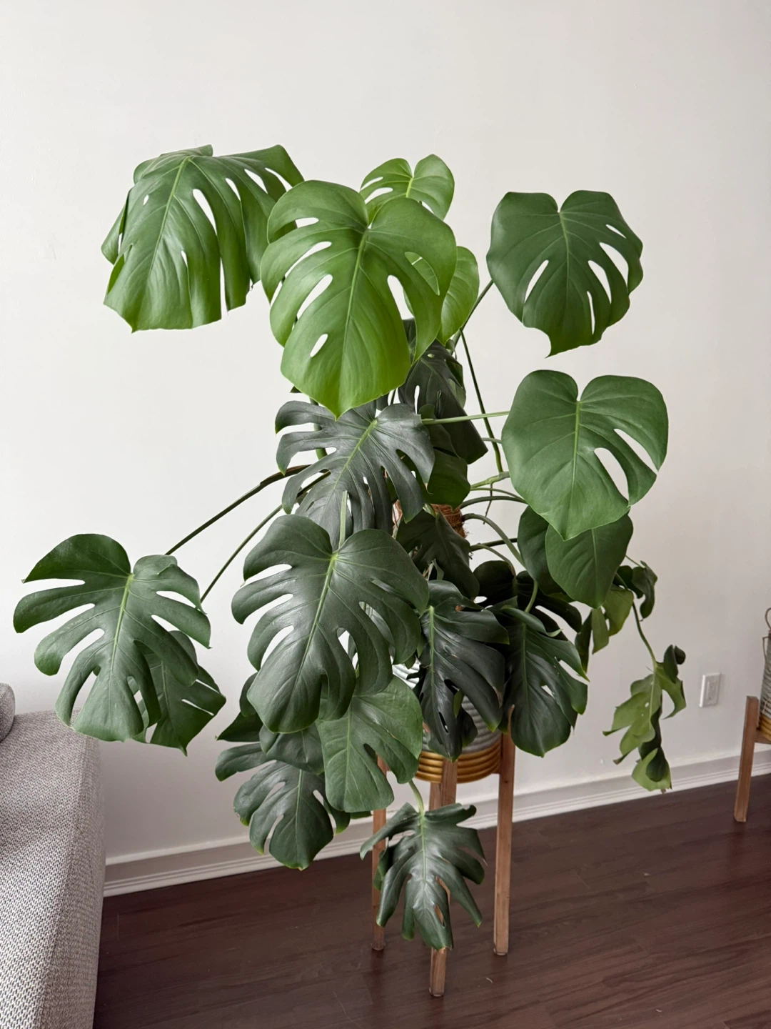 Large Monstera Deliciosa Plant in Pot - photo 2