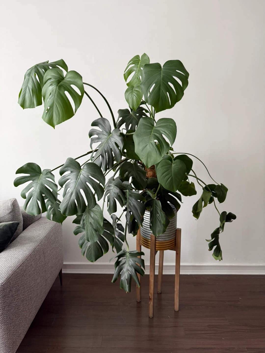 Large Monstera Deliciosa Plant in Pot