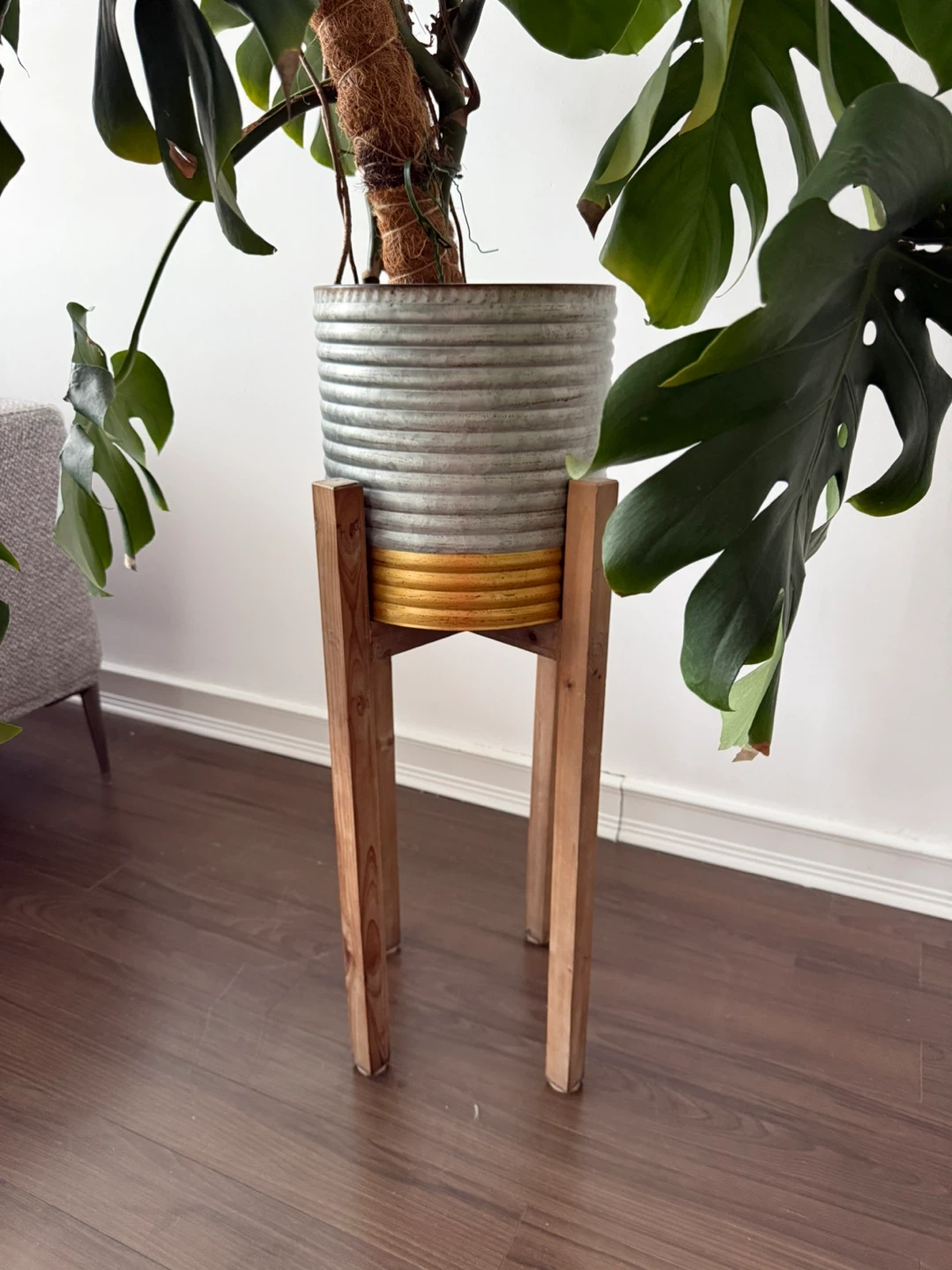 Large Monstera Deliciosa Plant in Pot - photo 3