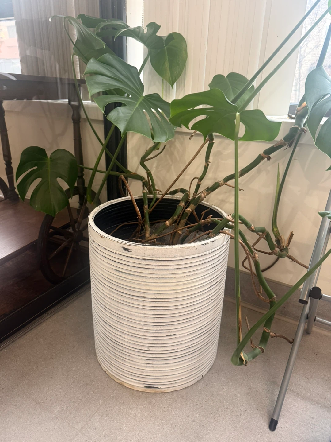 Large Monstera Plant in White Pot