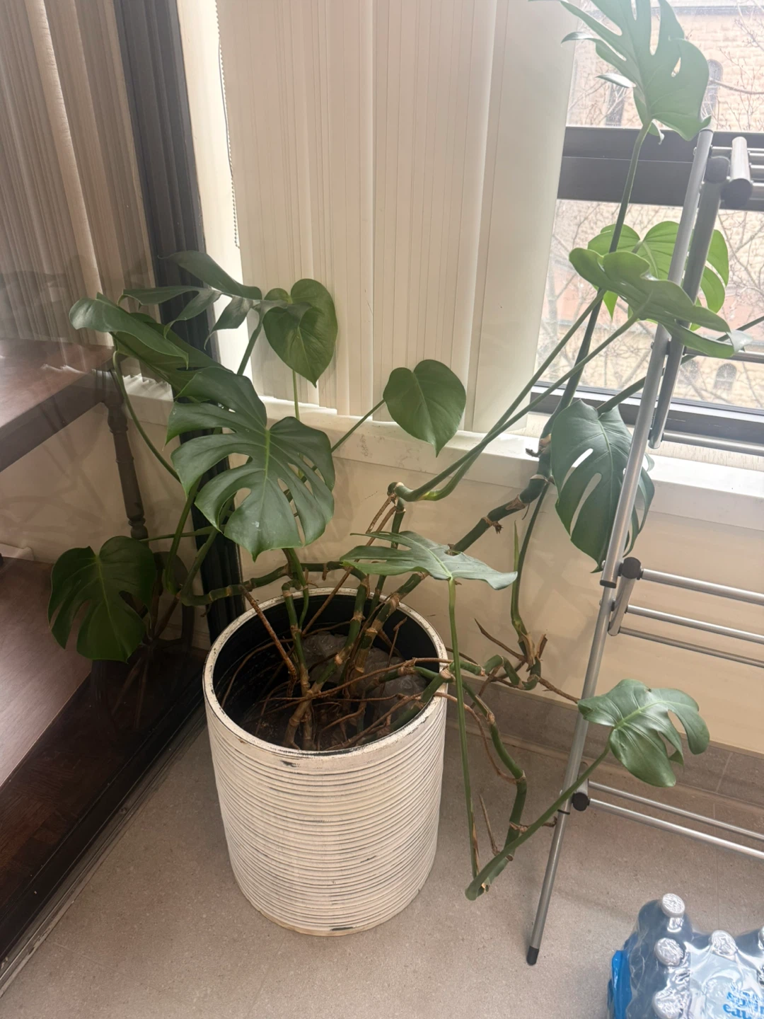 Large Monstera Plant in White Pot - photo 2