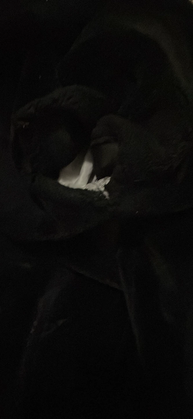 Moose Knuckles Black Jacket - photo 2