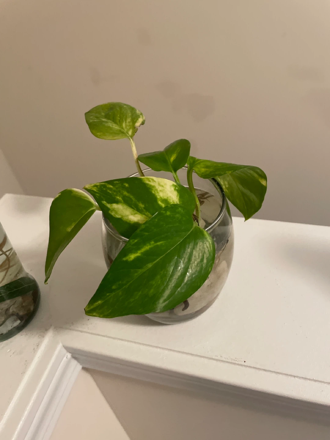 Pothos Cuttings in Glass Vases - photo 2
