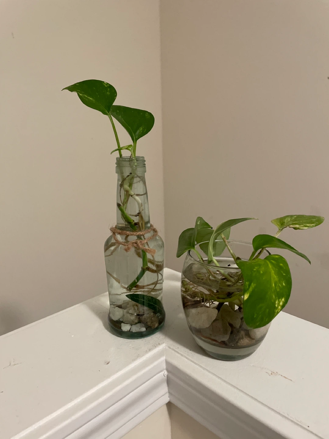 Pothos Cuttings in Glass Vases