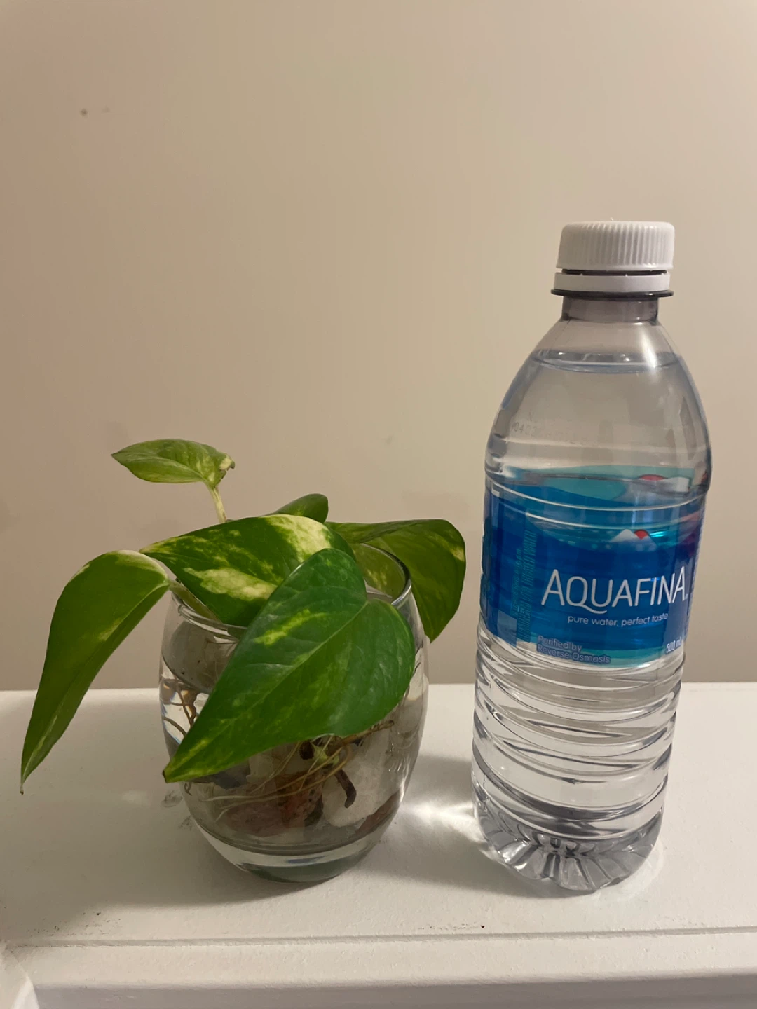 Pothos Cuttings in Glass Vases - photo 3
