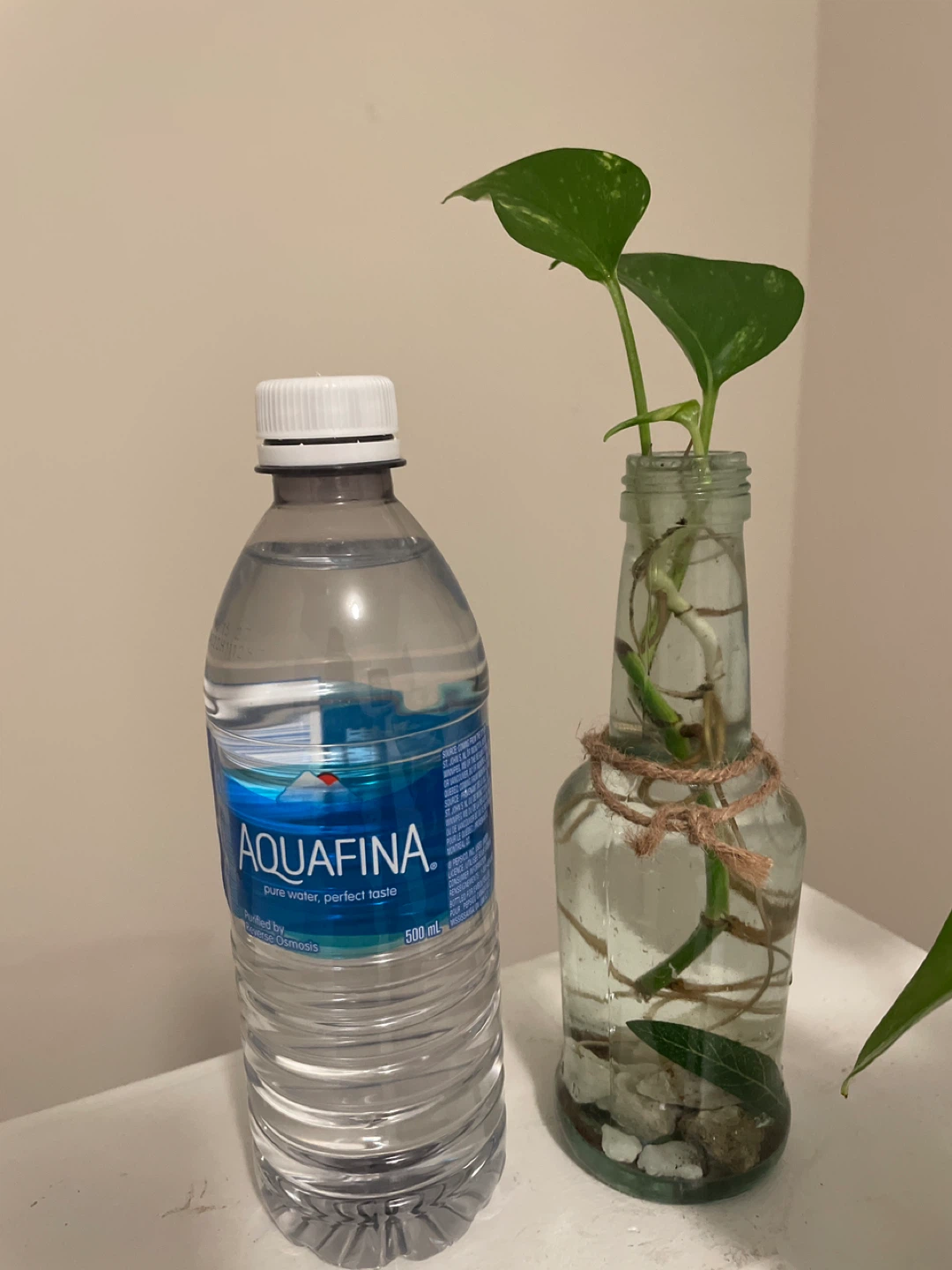Pothos Cuttings in Glass Vases - photo 4