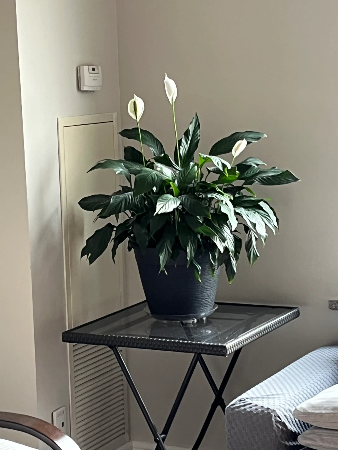 Large Peace Lily Plant in Black Pot