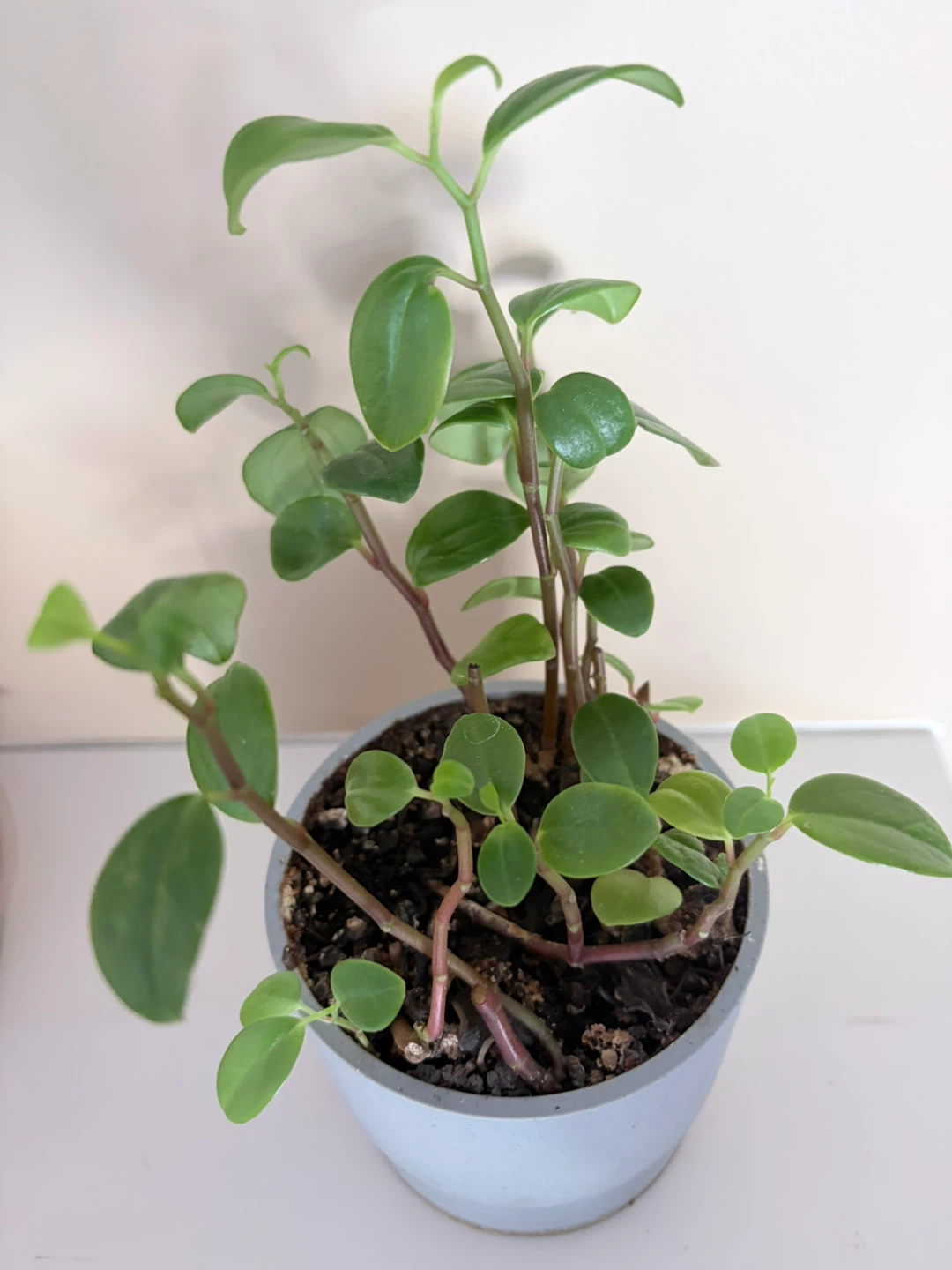 Peperomia Plant in Grey Pot - photo 5