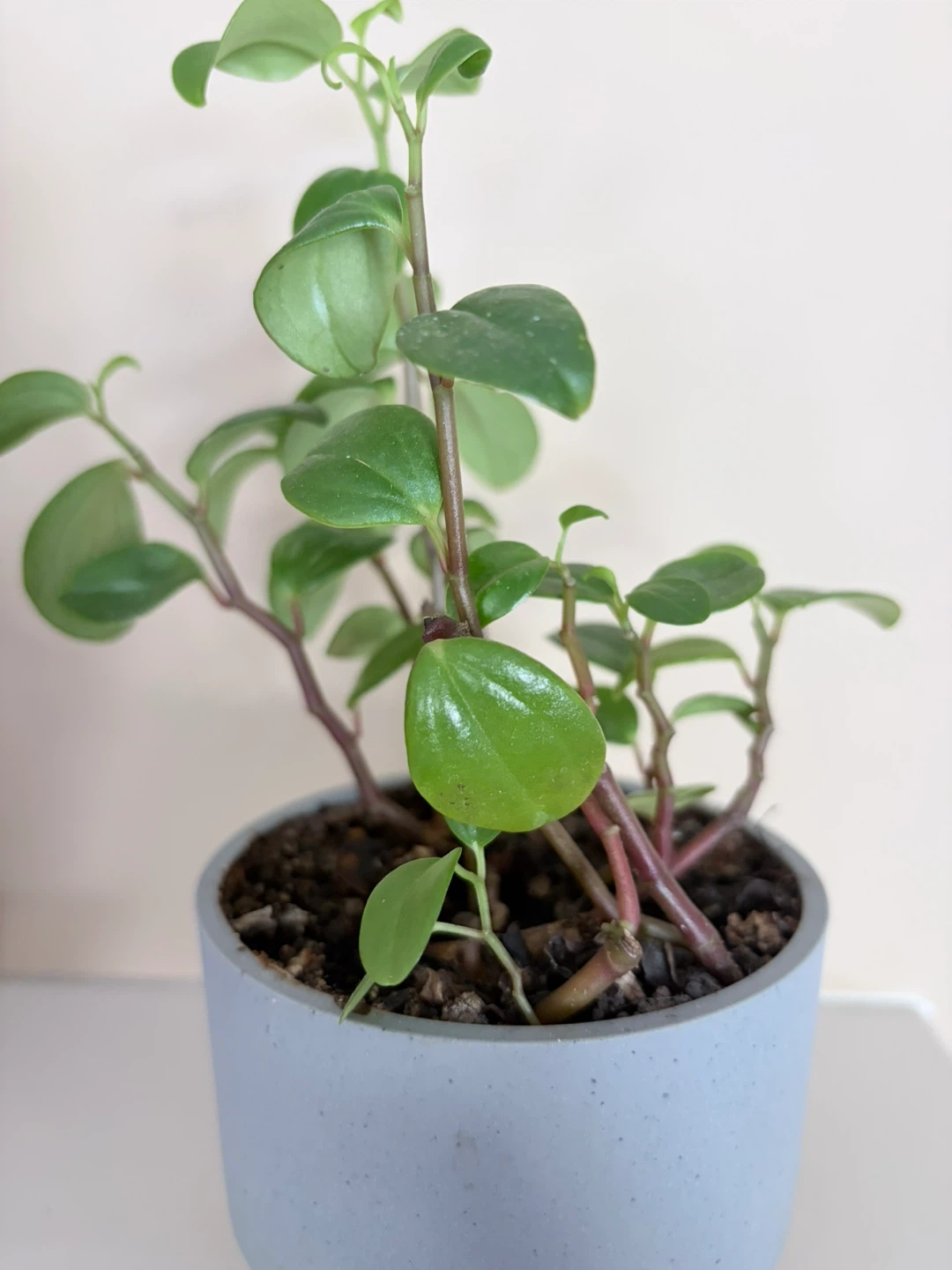 Peperomia Plant in Grey Pot - photo 3