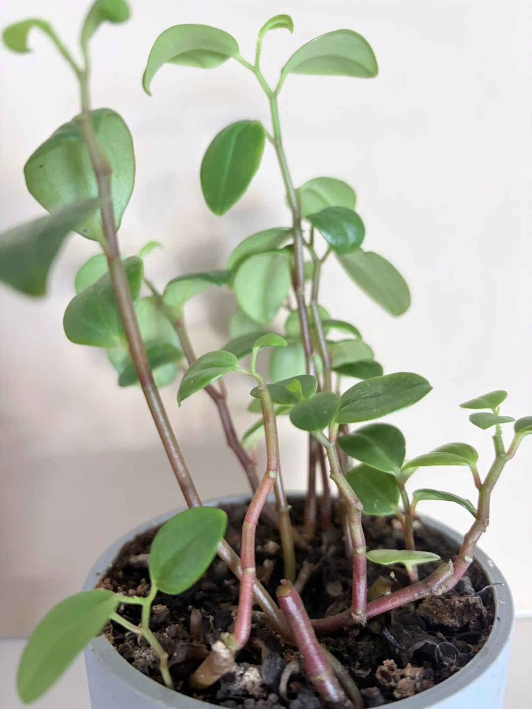 Peperomia Plant in Grey Pot - photo 4
