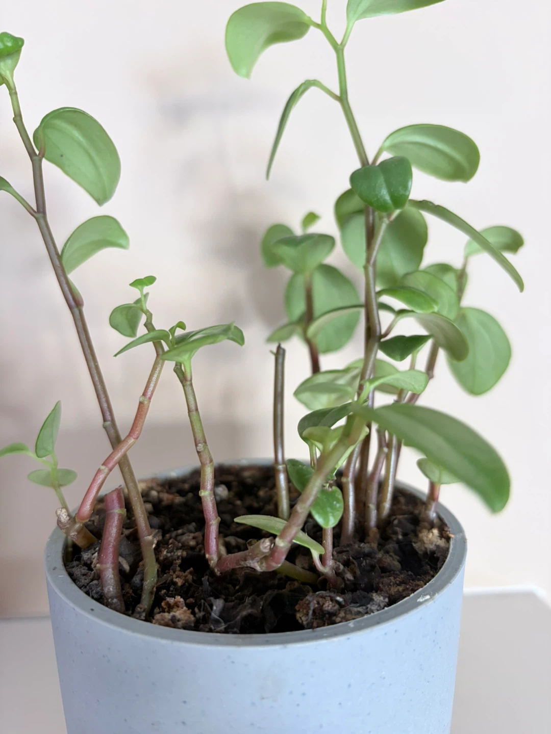 Peperomia Plant in Grey Pot - photo 2