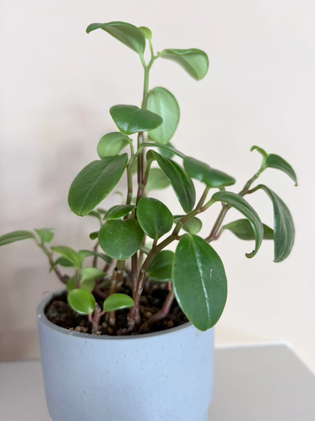 Peperomia Plant in Grey Pot