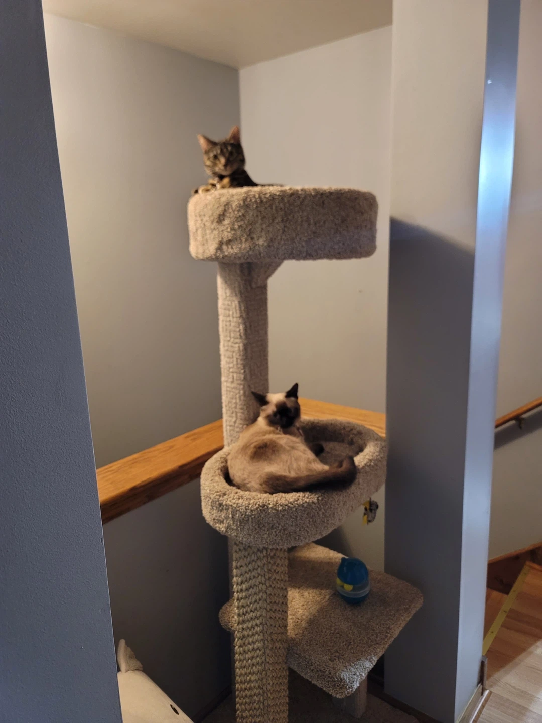 Cat Tree Condo Tower over 5ft