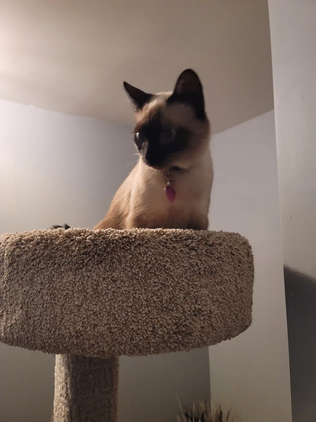 Cat Tree Condo Tower over 5ft - photo 2