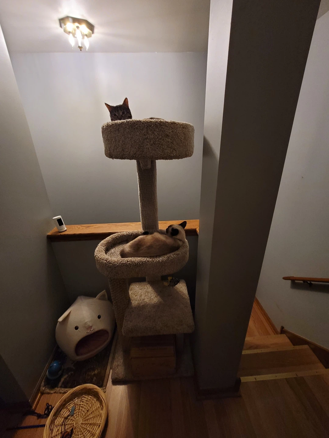 Cat Tree Condo Tower over 5ft - photo 3
