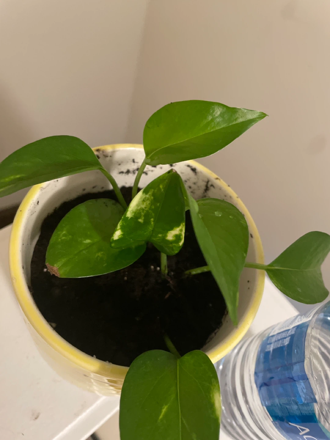 Pothos Plant in Yellow Striped Pot - photo 4