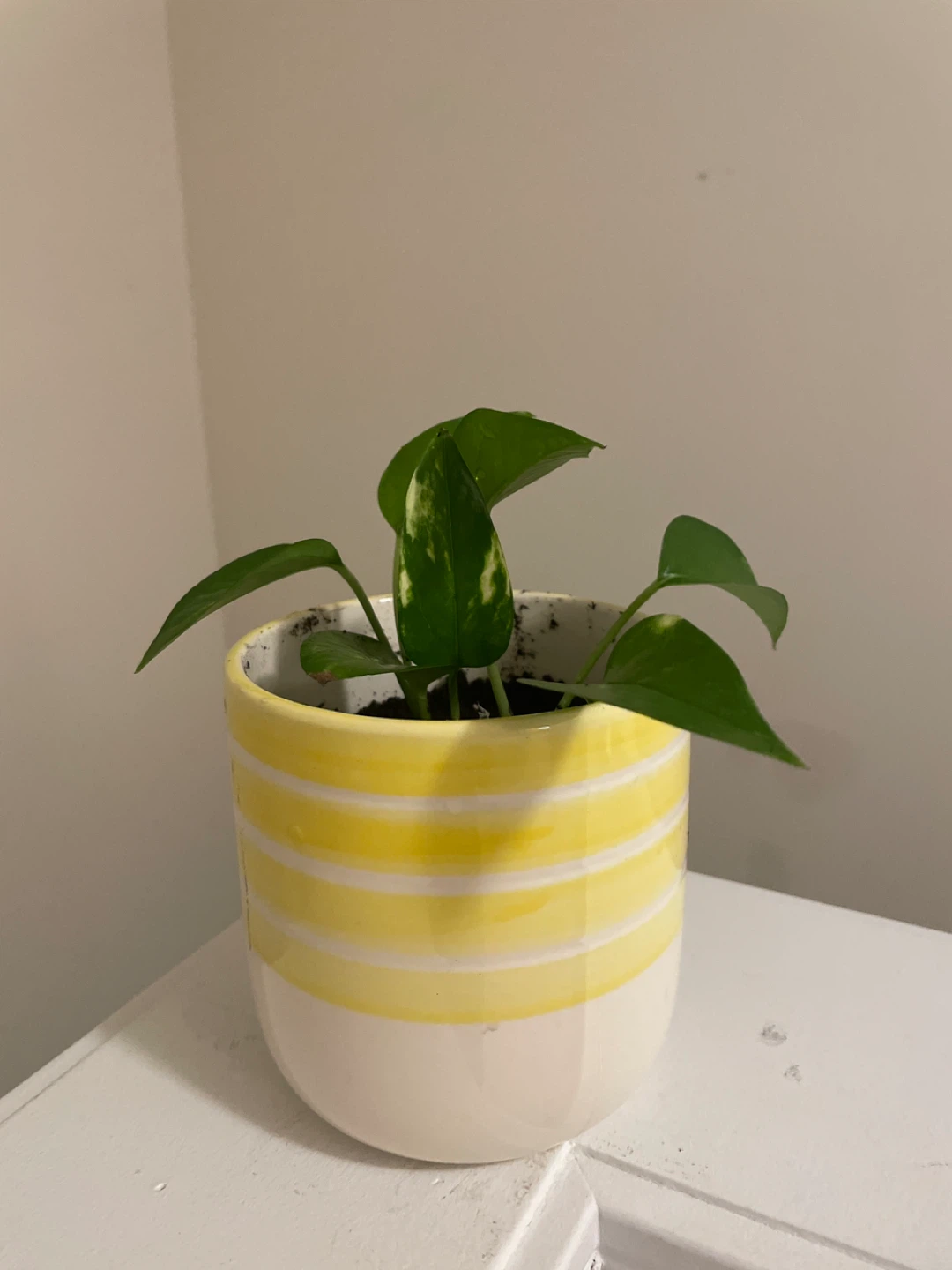 Pothos Plant in Yellow Striped Pot