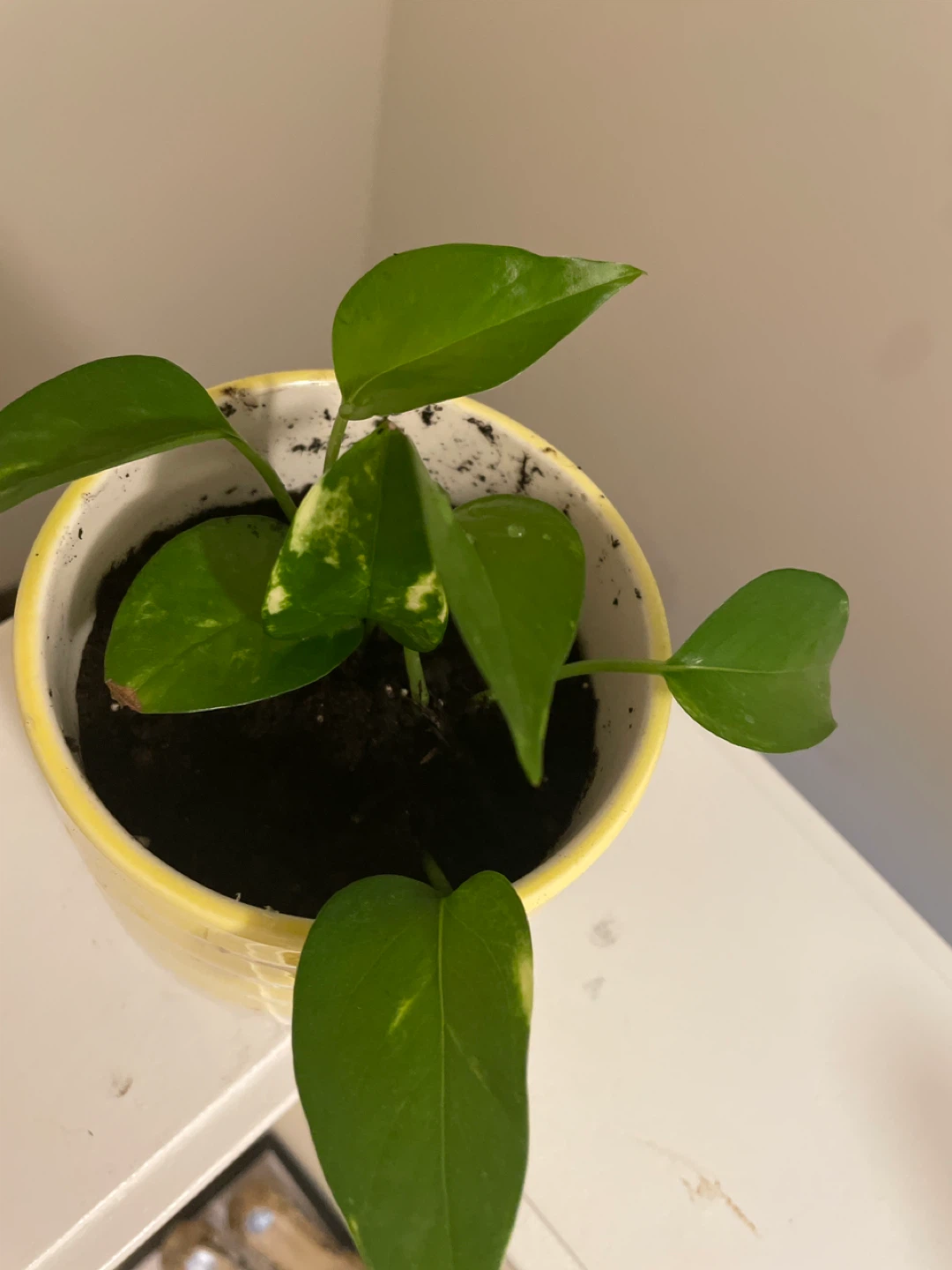 Pothos Plant in Yellow Striped Pot - photo 2