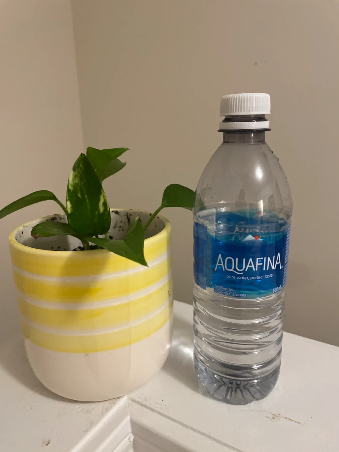 Pothos Plant in Yellow Striped Pot - photo 3