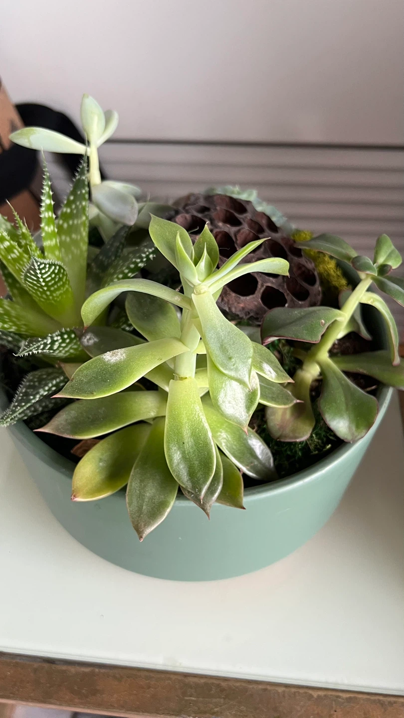 Succulent Arrangement in Green Bowl - photo 3