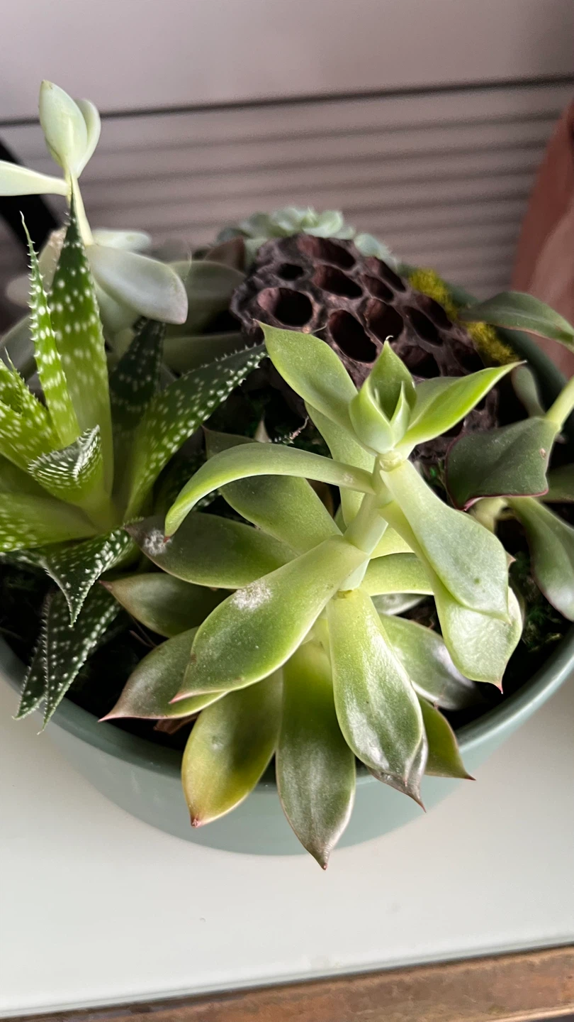 Succulent Arrangement in Green Bowl - photo 2