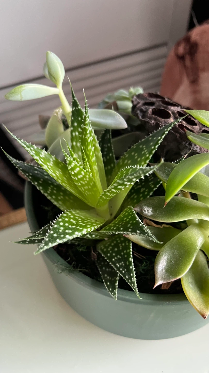 Succulent Arrangement in Green Bowl