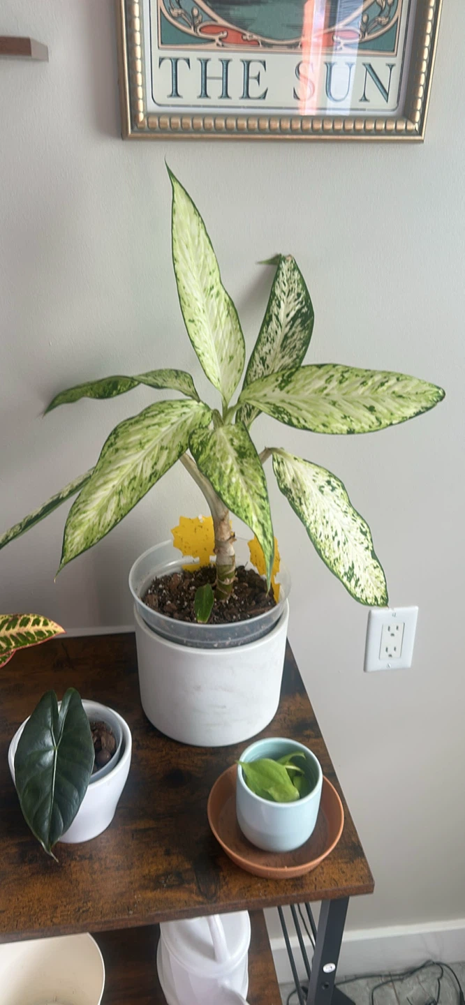 Plants and supplies - photo 2