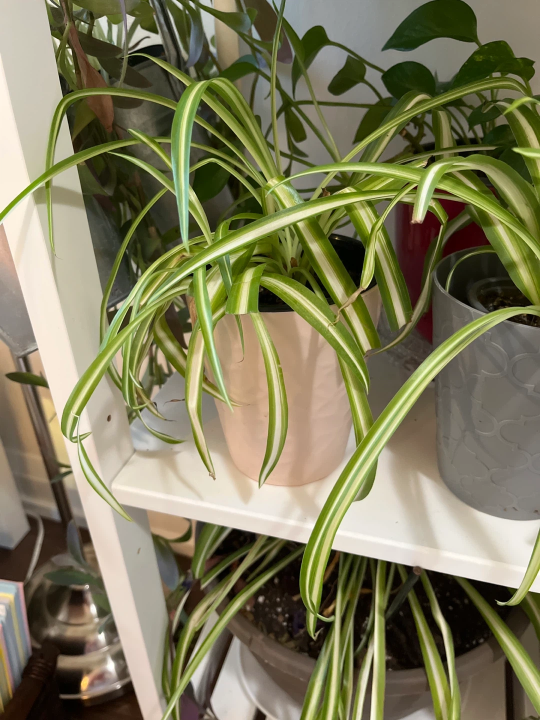Spider Plant