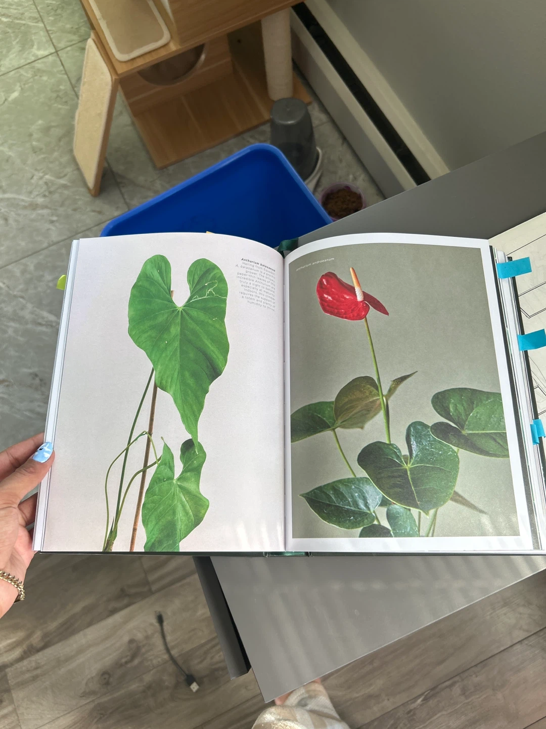 PLANTOPEDIA The Definitive Guide to Houseplants Book - photo 5