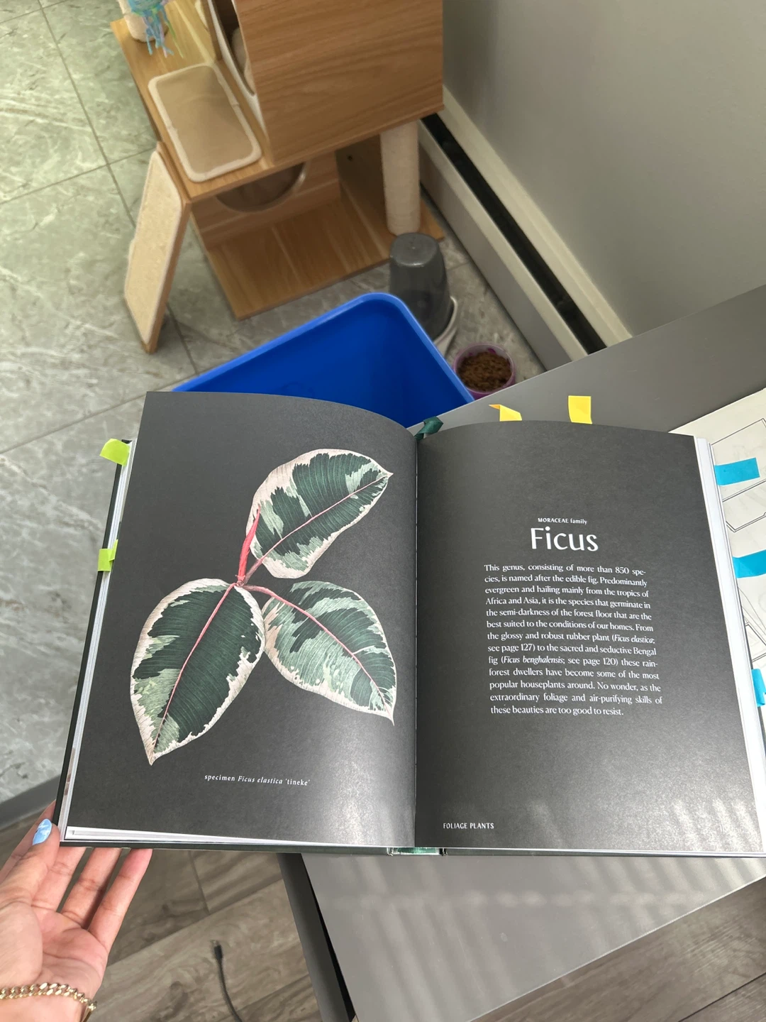 PLANTOPEDIA The Definitive Guide to Houseplants Book - photo 3
