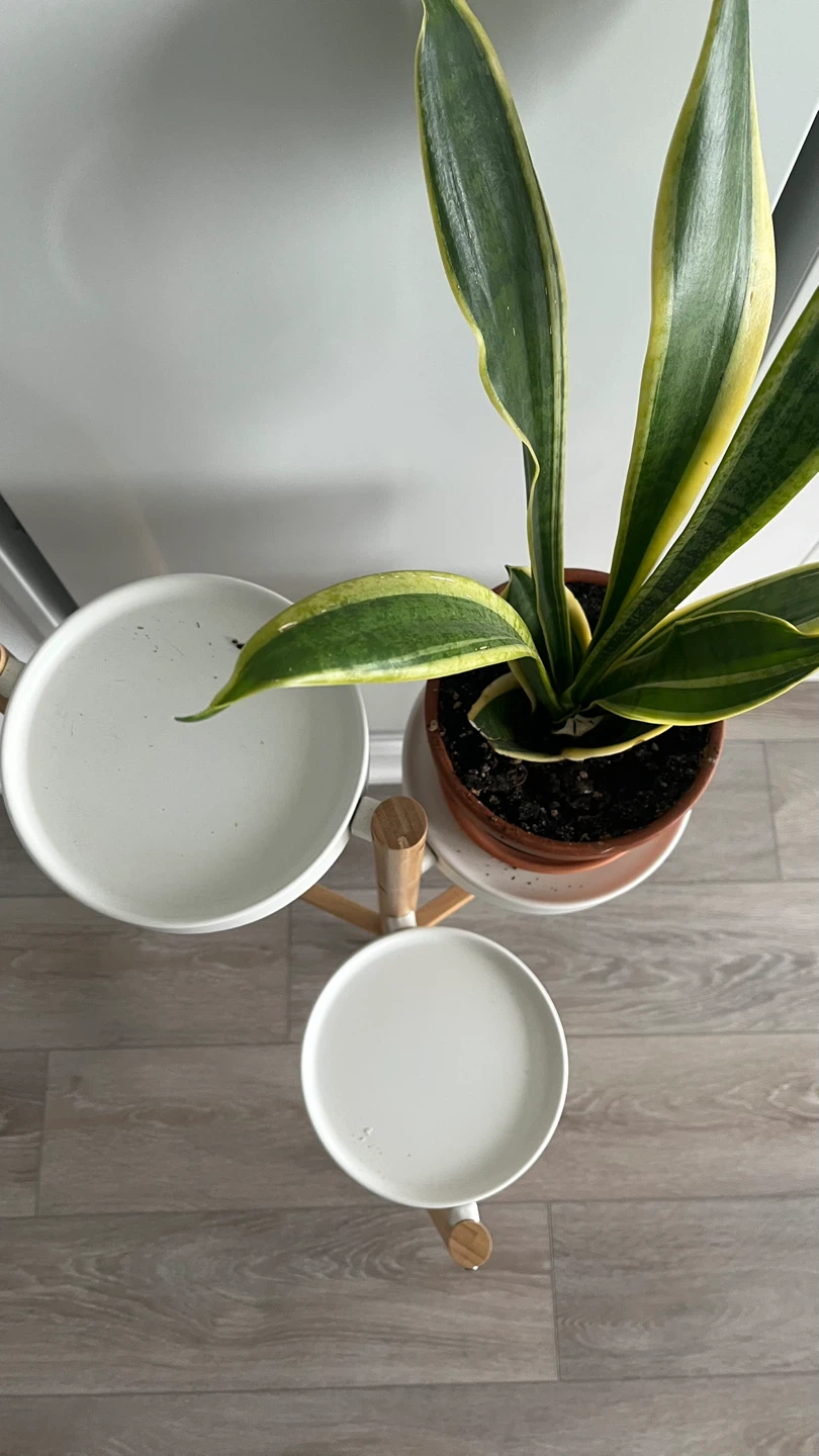 Bamboo Plant Stand - photo 3