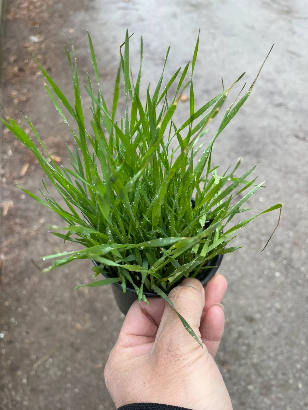 Potted Wheatgrass Plants
