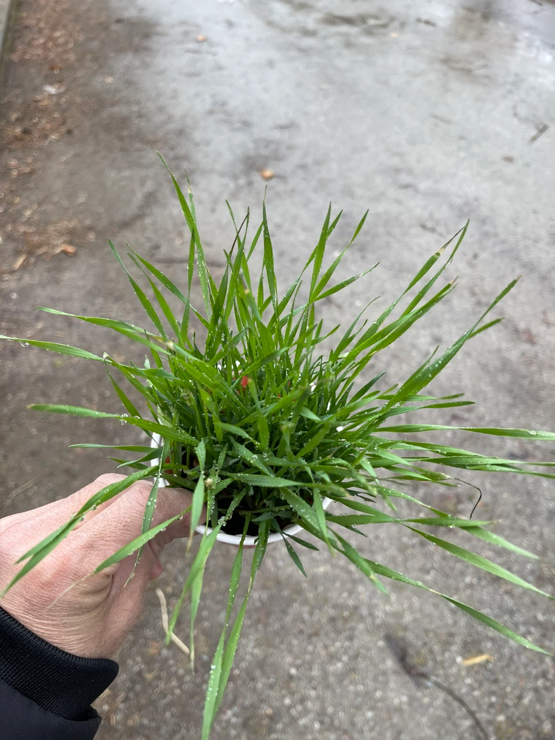 Potted Wheatgrass Plants - photo 2