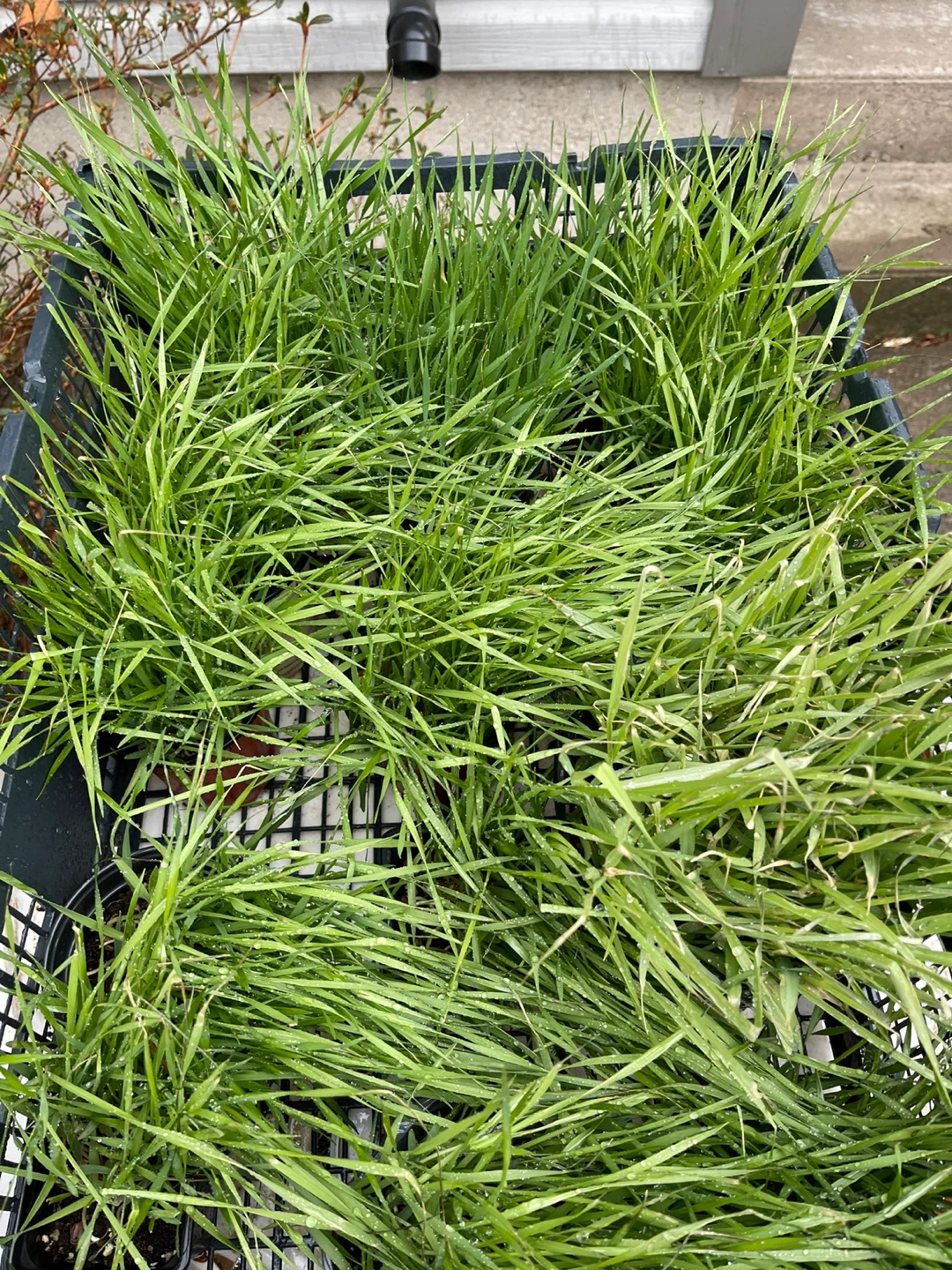 Potted Wheatgrass Plants - photo 3