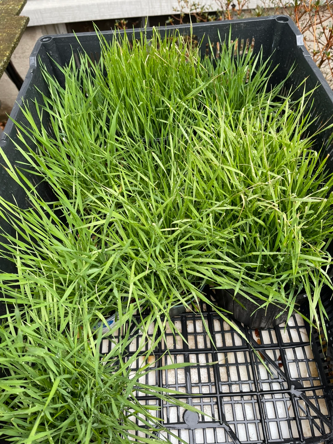 Potted Wheatgrass Plants - photo 4