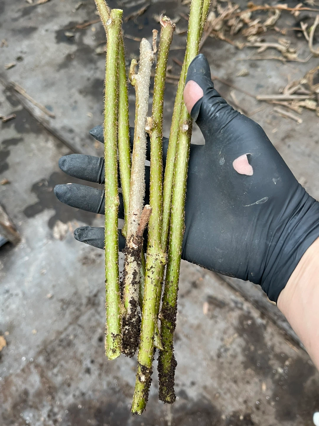 Kiwi Vine Cuttings