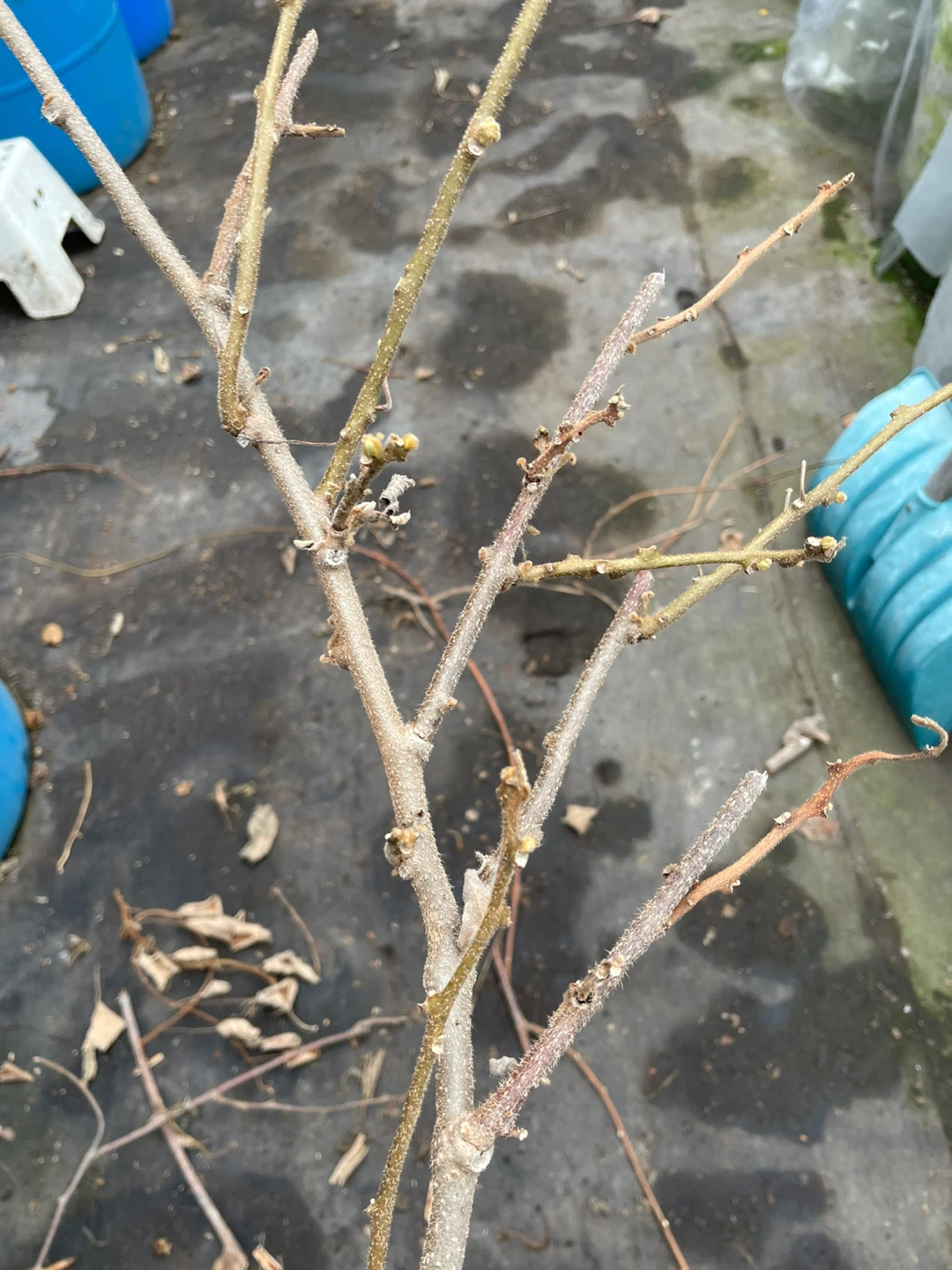 Kiwi Vine Cuttings - photo 4
