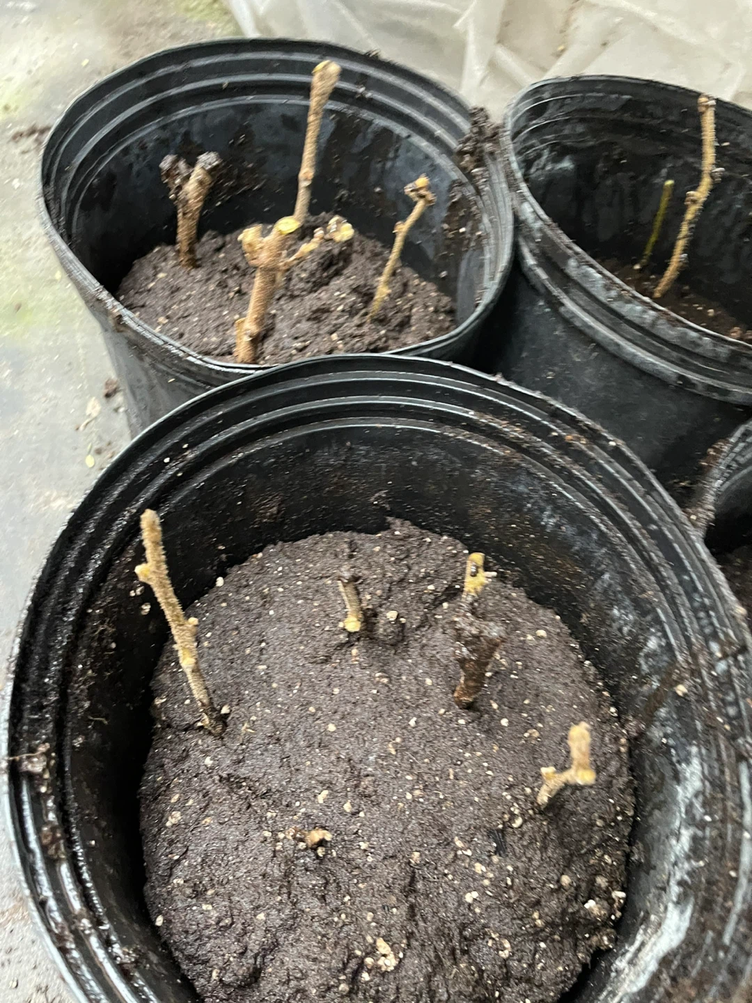Kiwi Vine Cuttings - photo 2
