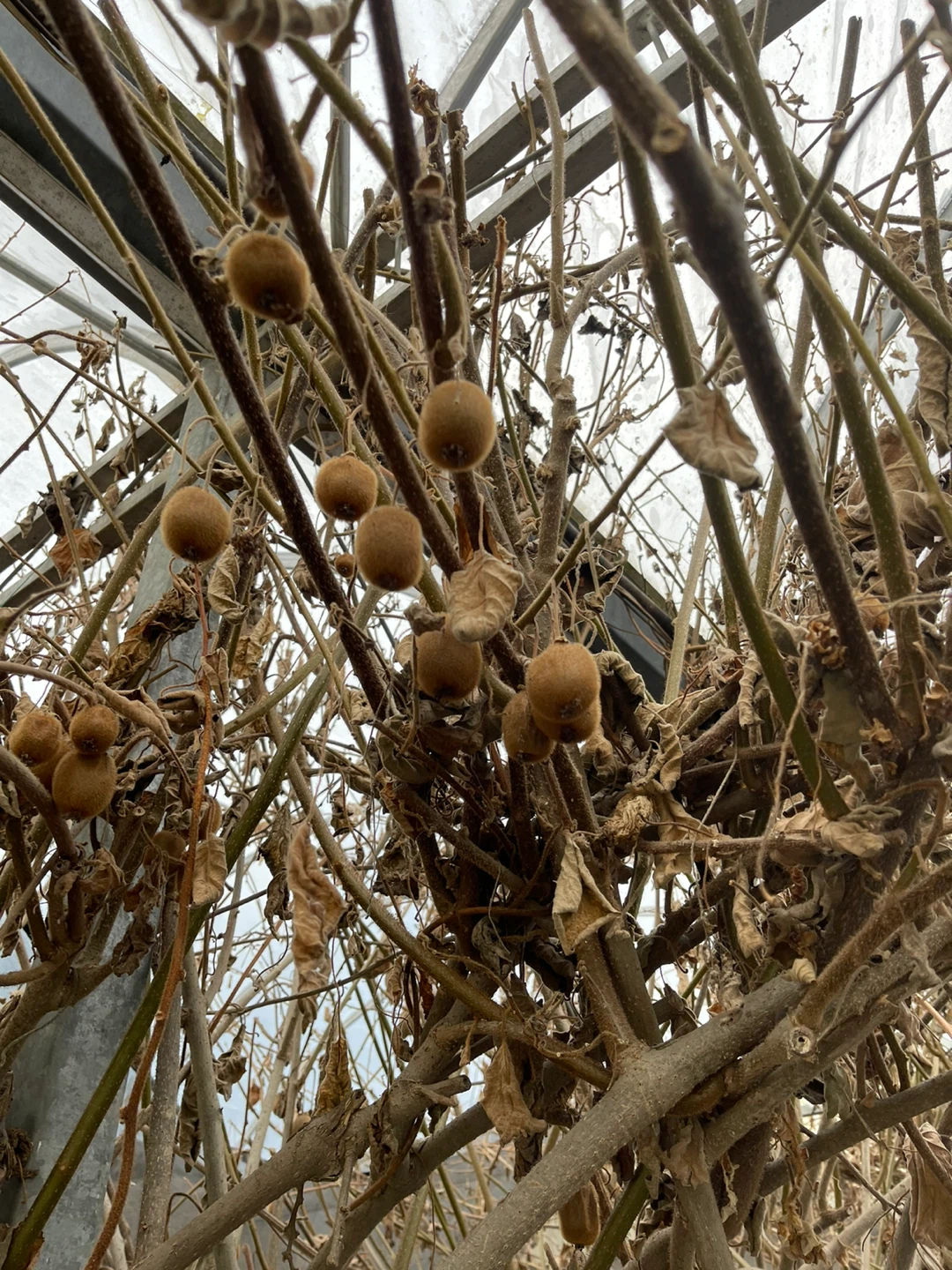 Kiwi Vine Cuttings - photo 5