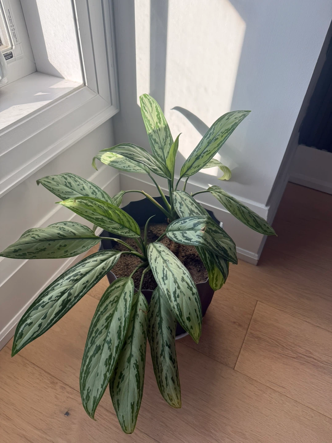Aglaonema Plant