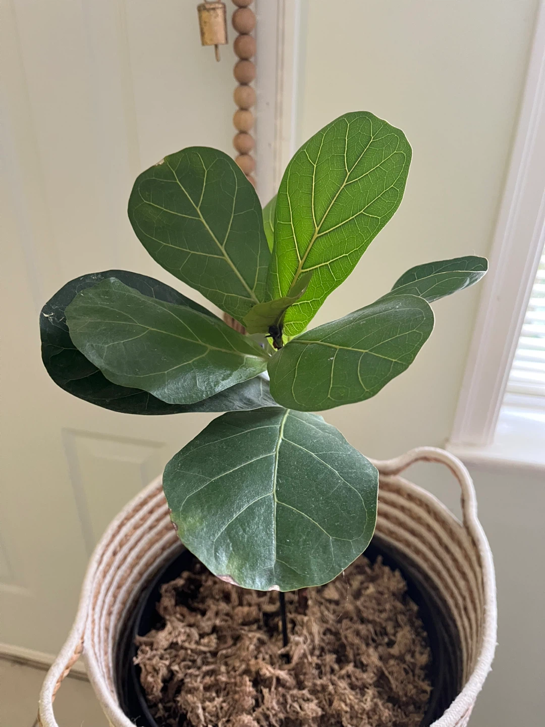 Fiddle Leaf Fig Plant - photo 4