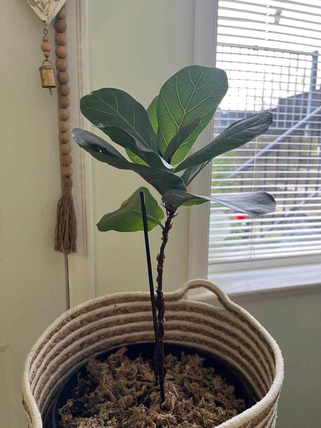 Fiddle Leaf Fig Plant - photo 2